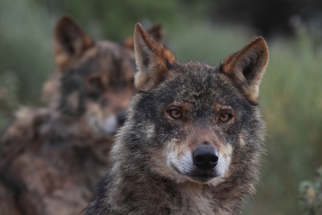 Spain again allows wolf hunting north of the Duero