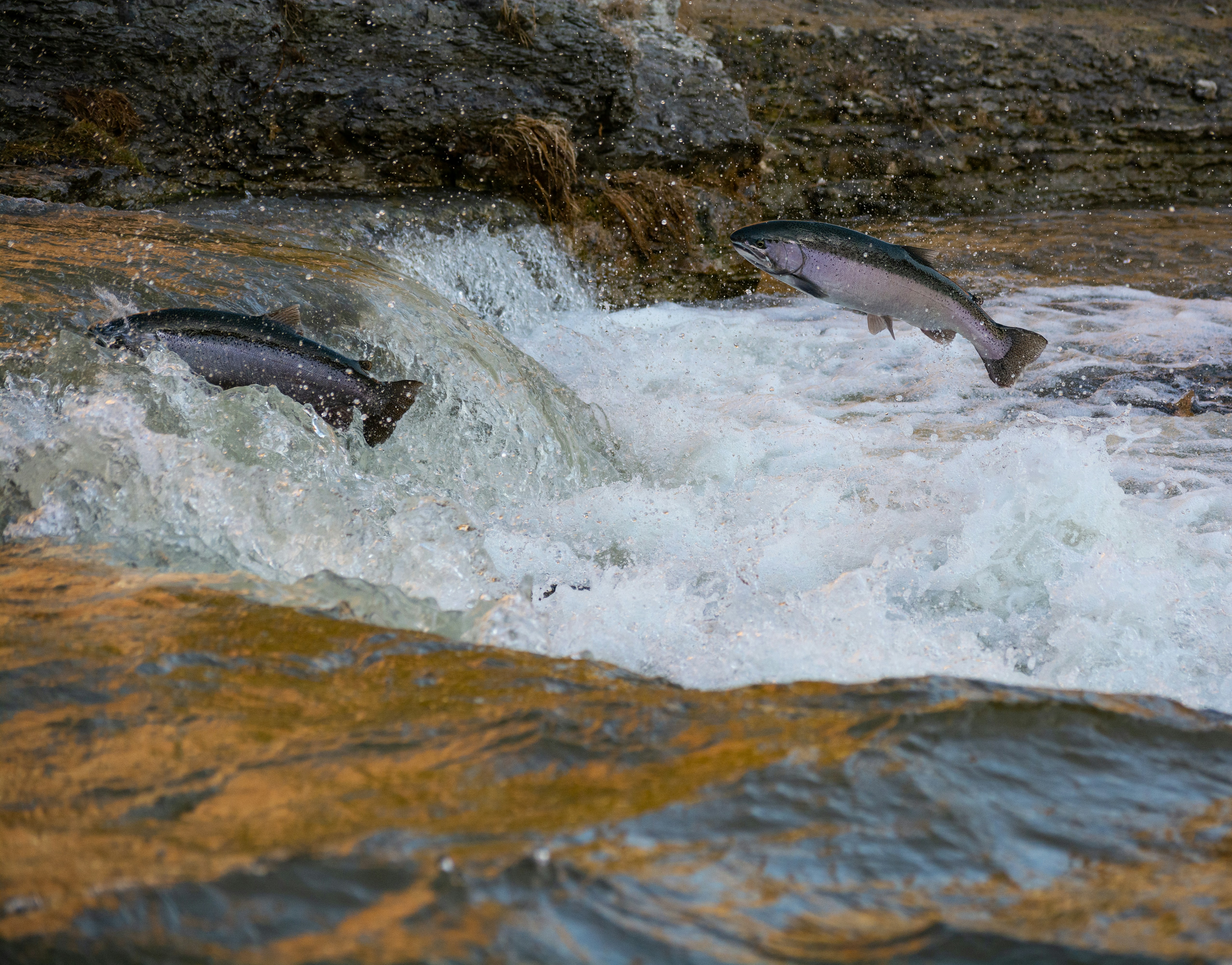 Wildlife Patrol removes exotic fish from Madrid rivers to protect native species