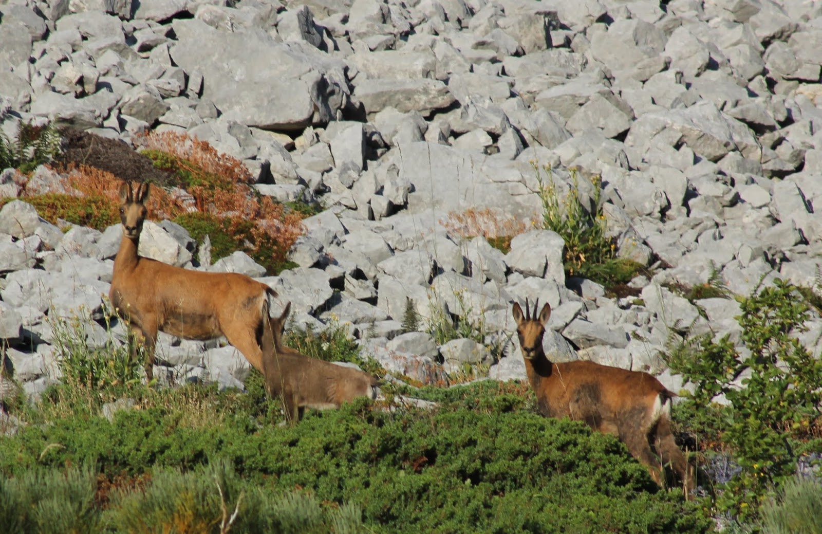 Illegal hunting tourism in Val d'Aran: paying thousands of euros to kill chamois